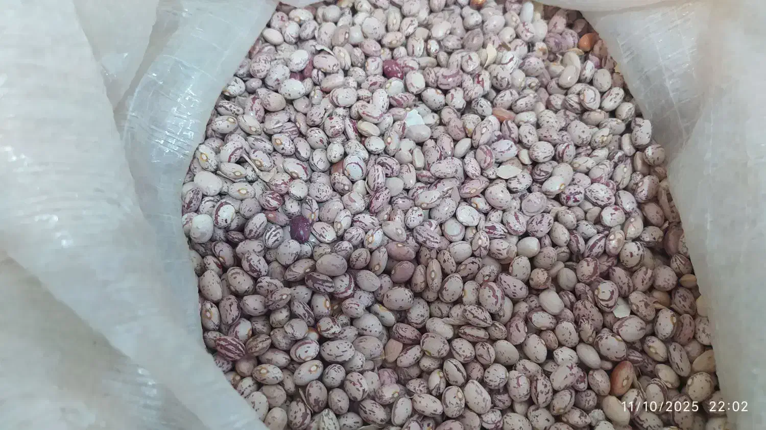 لوبیا چیتی|عمدهفروشی|لاران, |دیوار