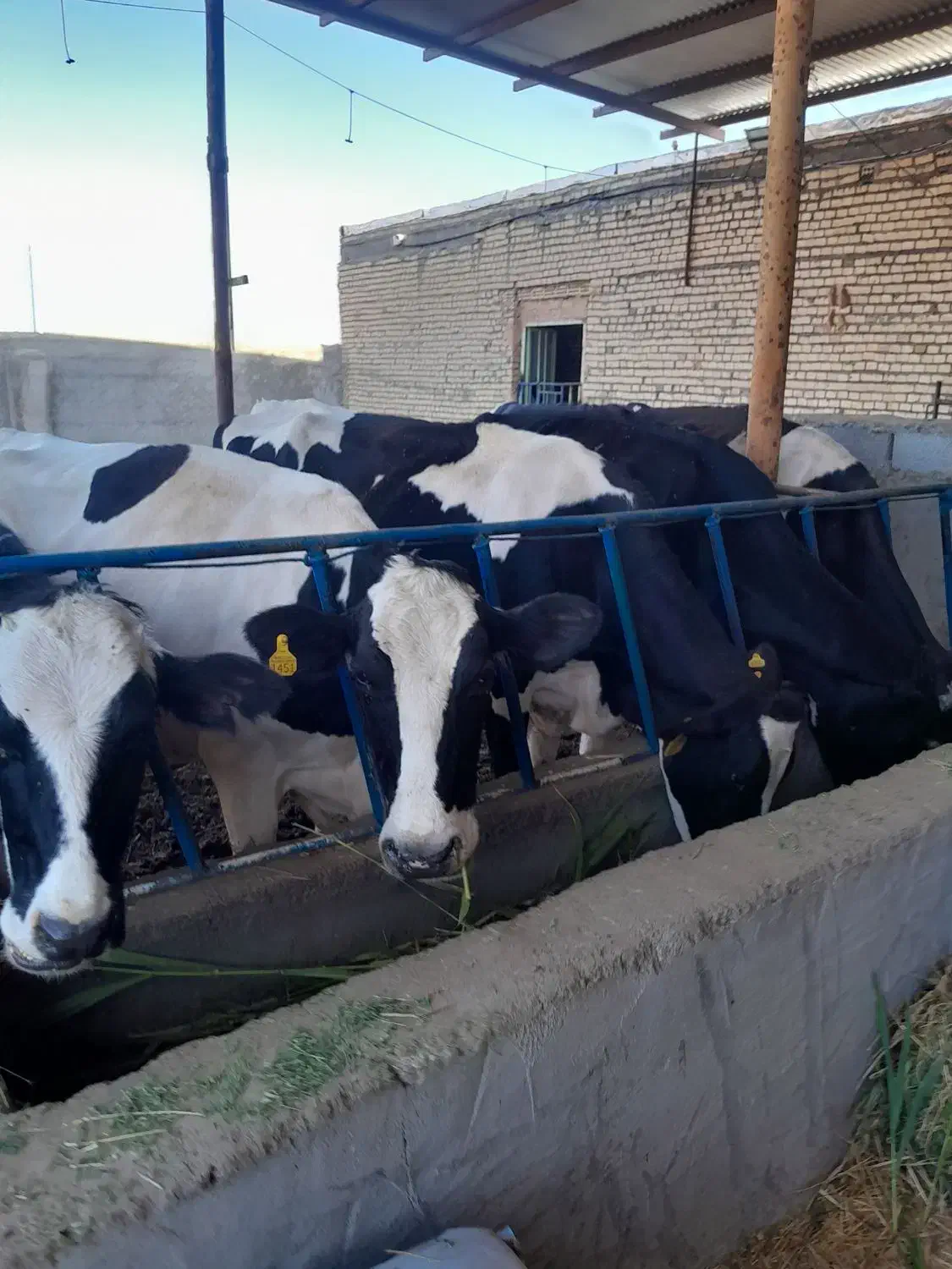 با سلام ۷ راس گاو شیری بفروش میرسد|حیوانات مزرعه|سبزوار, قصبه غربی|دیوار