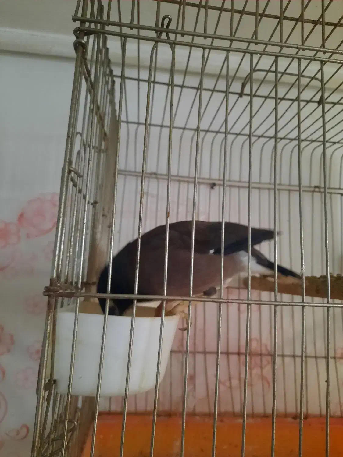 فروش مرغ مینا|پرنده|بومهن, |دیوار