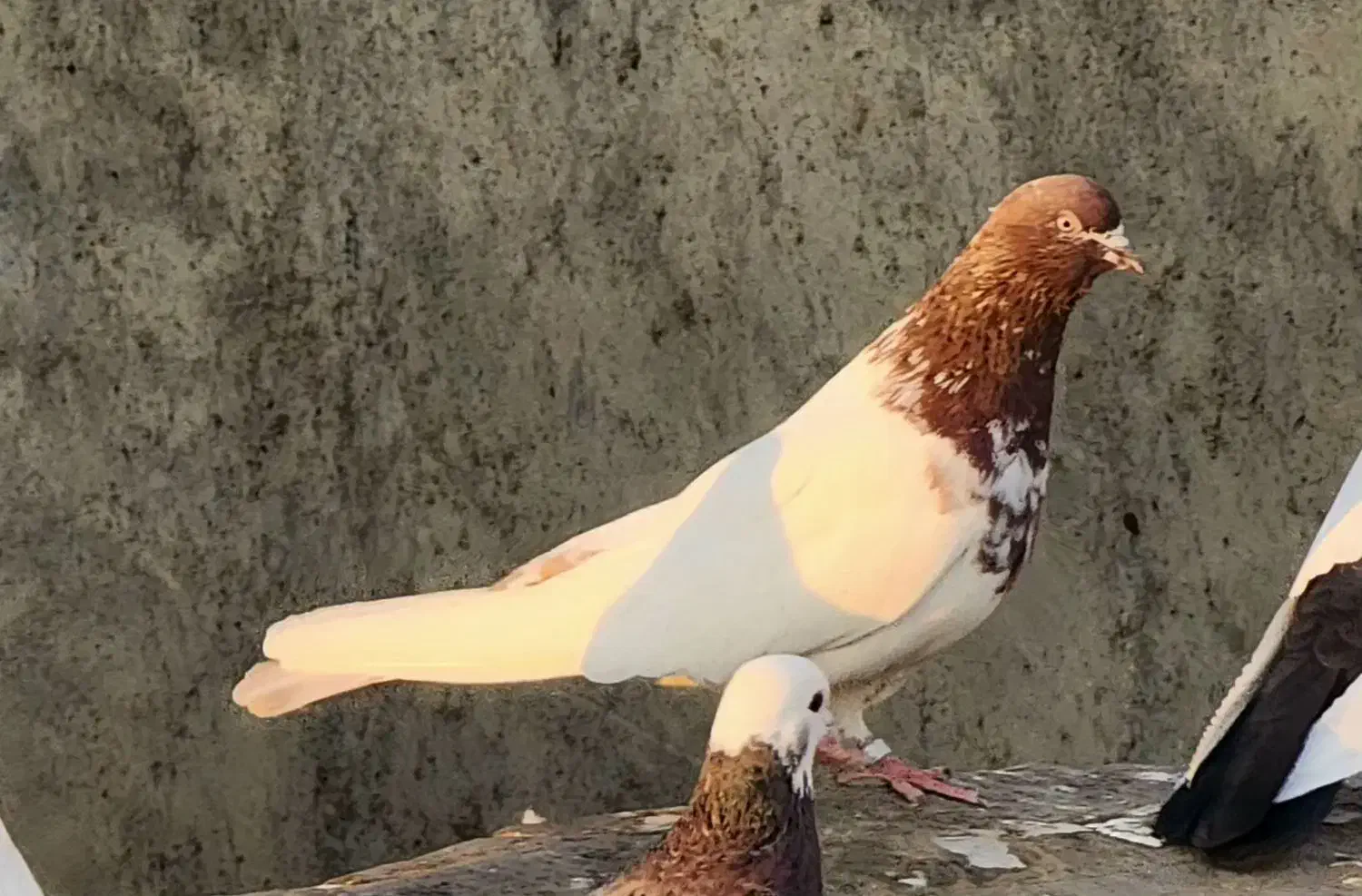 کبوتر کله ای|پرنده|بیجار, |دیوار