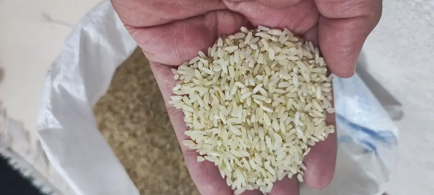 برنج کامفیروزی درجه یک|خوردنی و آشامیدنی|شیراز, قلعه شاهزاده بیگم|دیوار