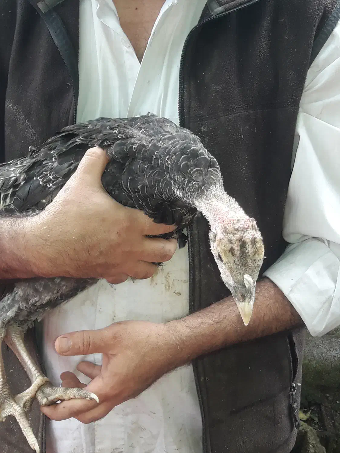 بوقلمون محلی صومعه سرااصیل نیمچه نرماده ضیابر جوجه|حیوانات مزرعه|رشت, سعدی (تختی)|دیوار