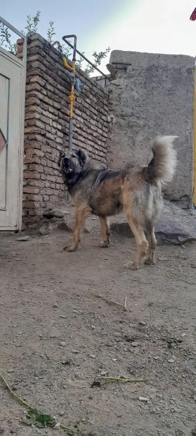 سرابی اصل|فعالیت داوطلبانه تحقیقاتی|ملایر, |دیوار