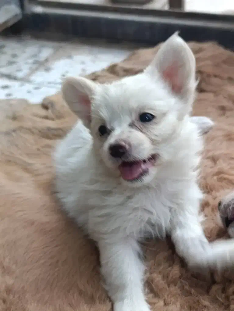 توله اشپیز پامرین سفید|سگ|سیرجان, |دیوار