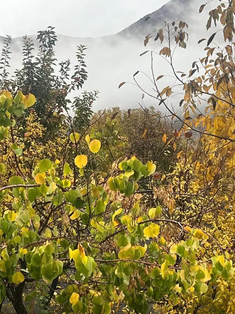 فروش باغ / مناسب سرمایه گذاری / فاروق|فروش زمین و ملک کلنگی|مرودشت, تخت جمشید|دیوار