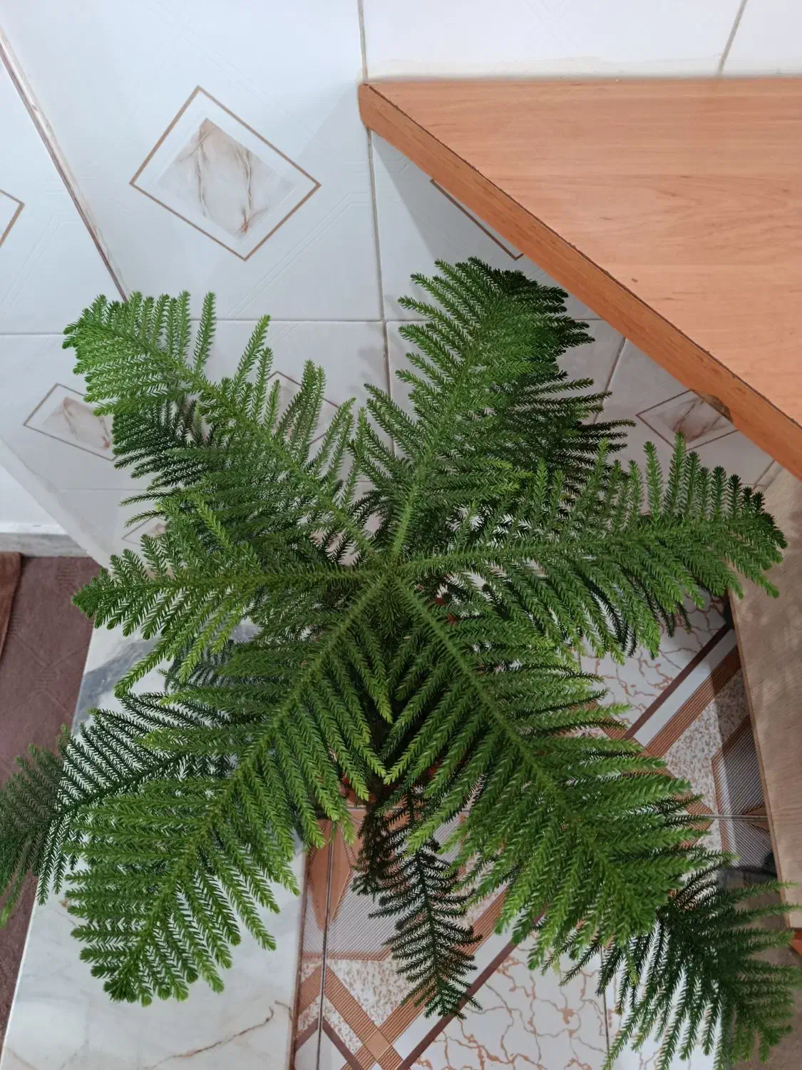 کاج مطبق|گل و گیاه طبیعی|دهگلان, |دیوار