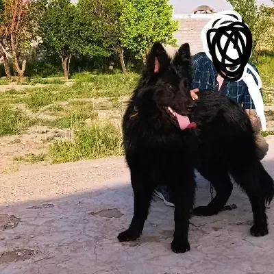 واگذاری دو عدد ژرمن ۳عدد توله رنگ بلک|سگ|مشهد, رضاشهر|دیوار