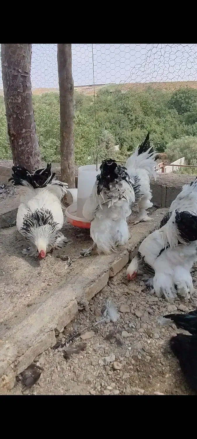 خروس برهما لایت|حیوانات مزرعه|هشتگرد, خور|دیوار