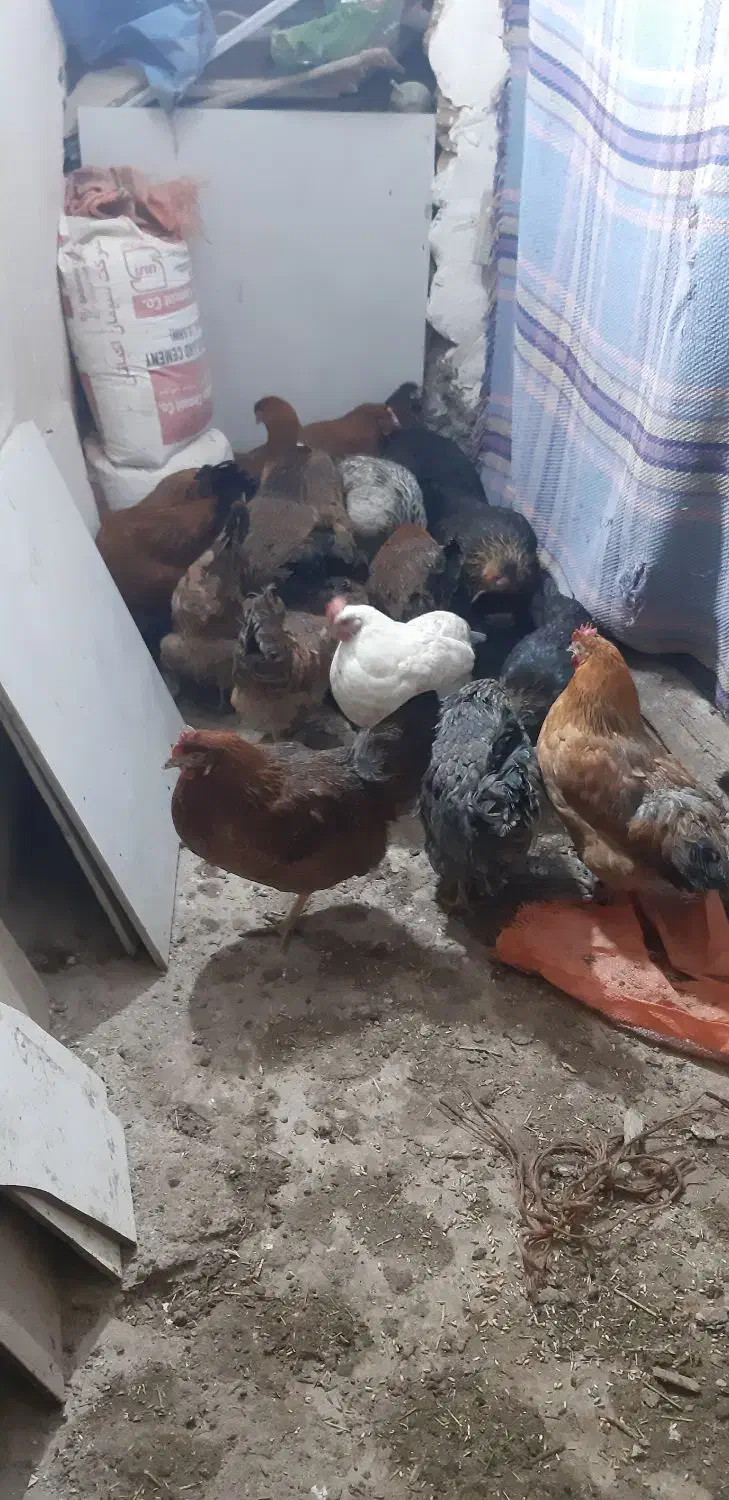 مرغ جوان|حیوانات مزرعه|پاوه, |دیوار