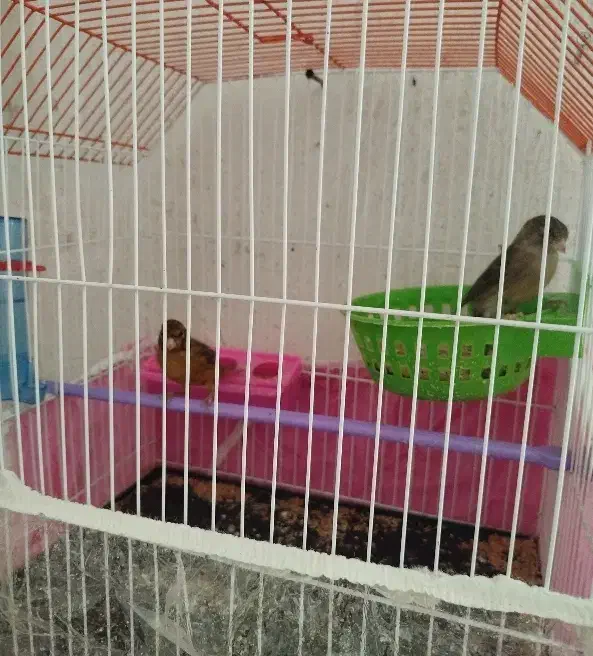 یک جفت قناری دم زرد با قفس|پرنده|بهبهان, |دیوار