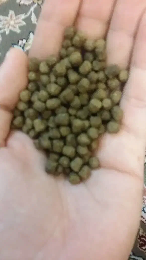 غذای ماهی|ماهی|تهران, منیریه|دیوار