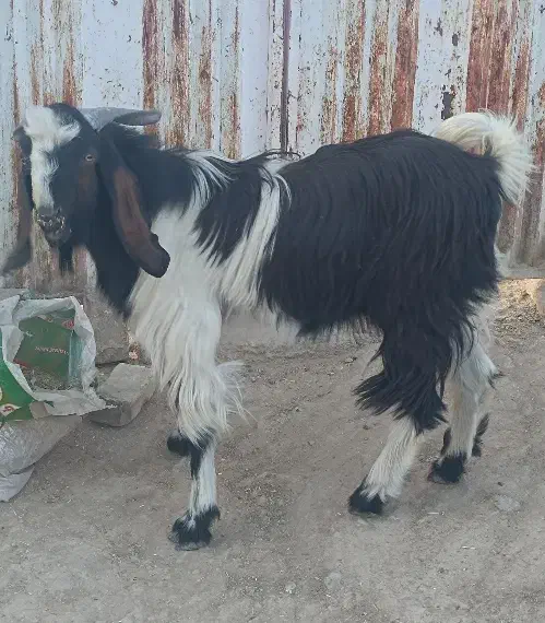 کهره نر چاق|حیوانات مزرعه|داراب, |دیوار