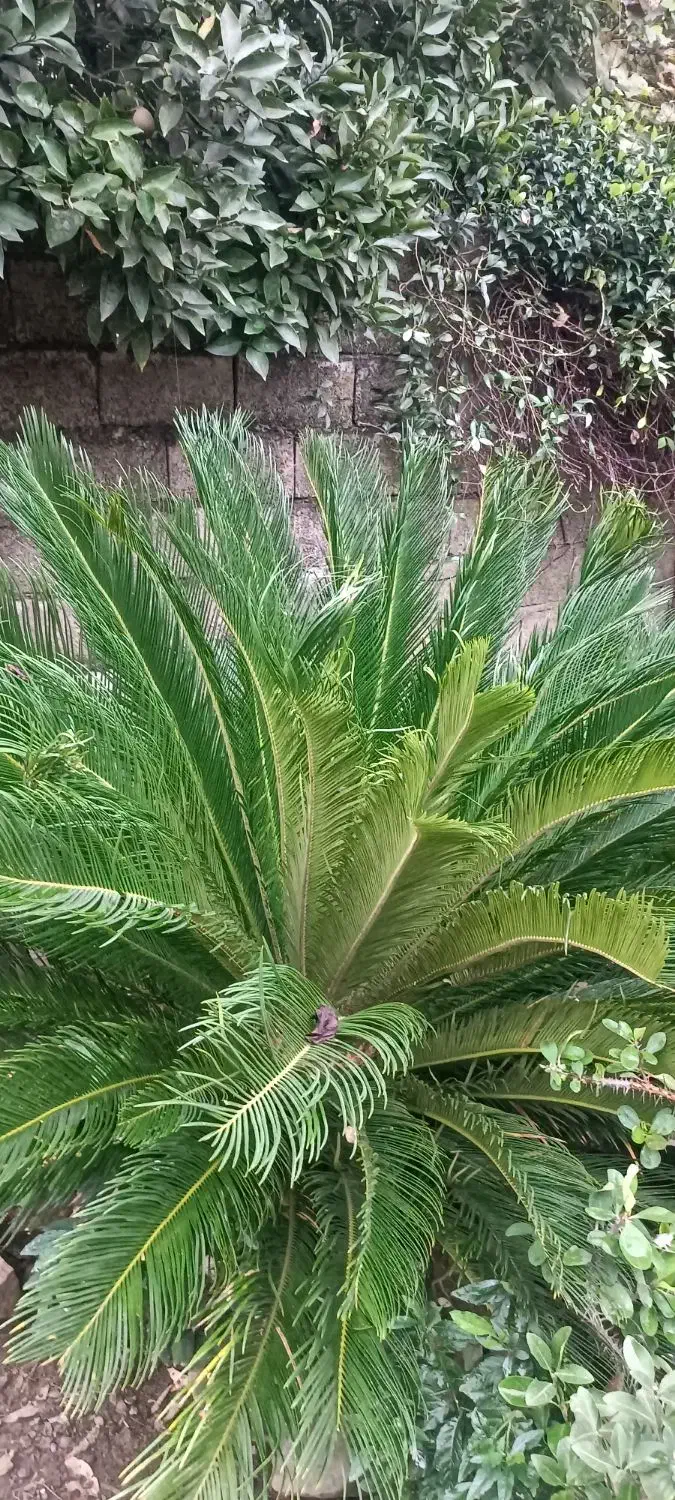 دو عدد سیکاس ۸ ساله توافقی|گل و گیاه طبیعی|لاهیجان, بازکیاگوراب|دیوار