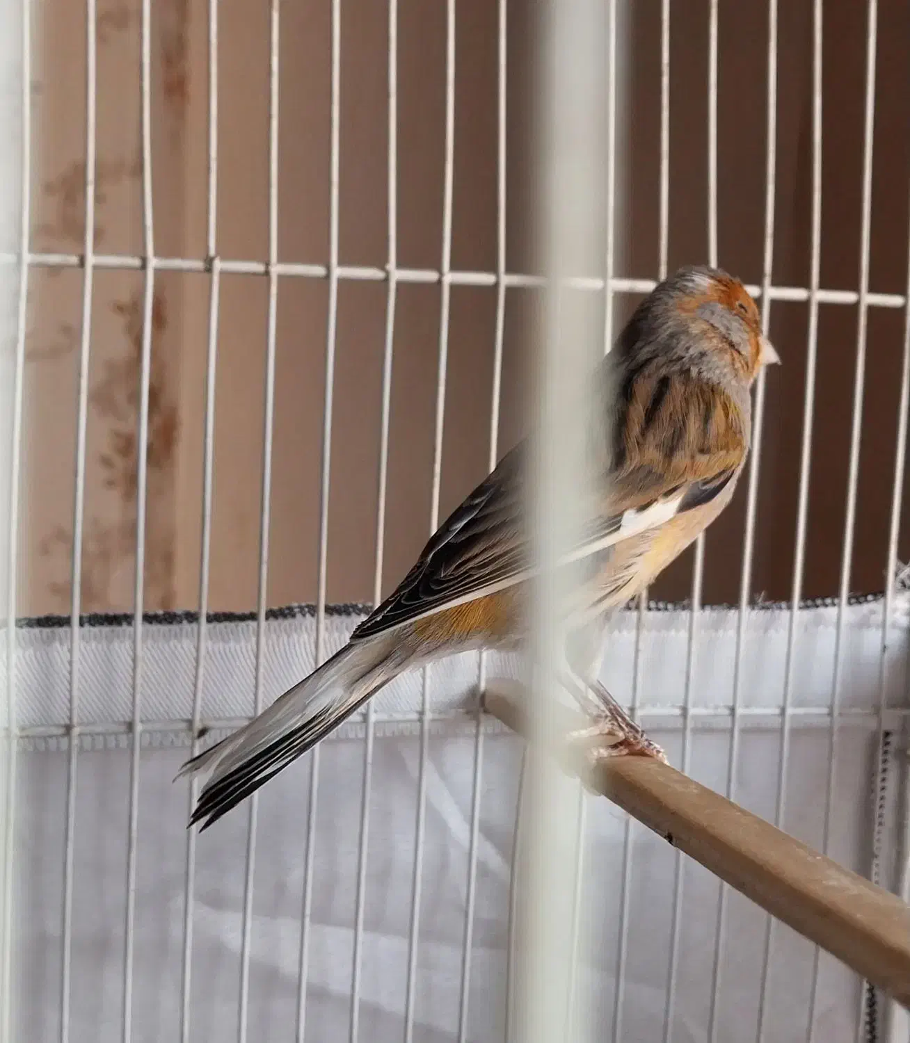 قناری|پرنده|مشهد, هنرستان|دیوار