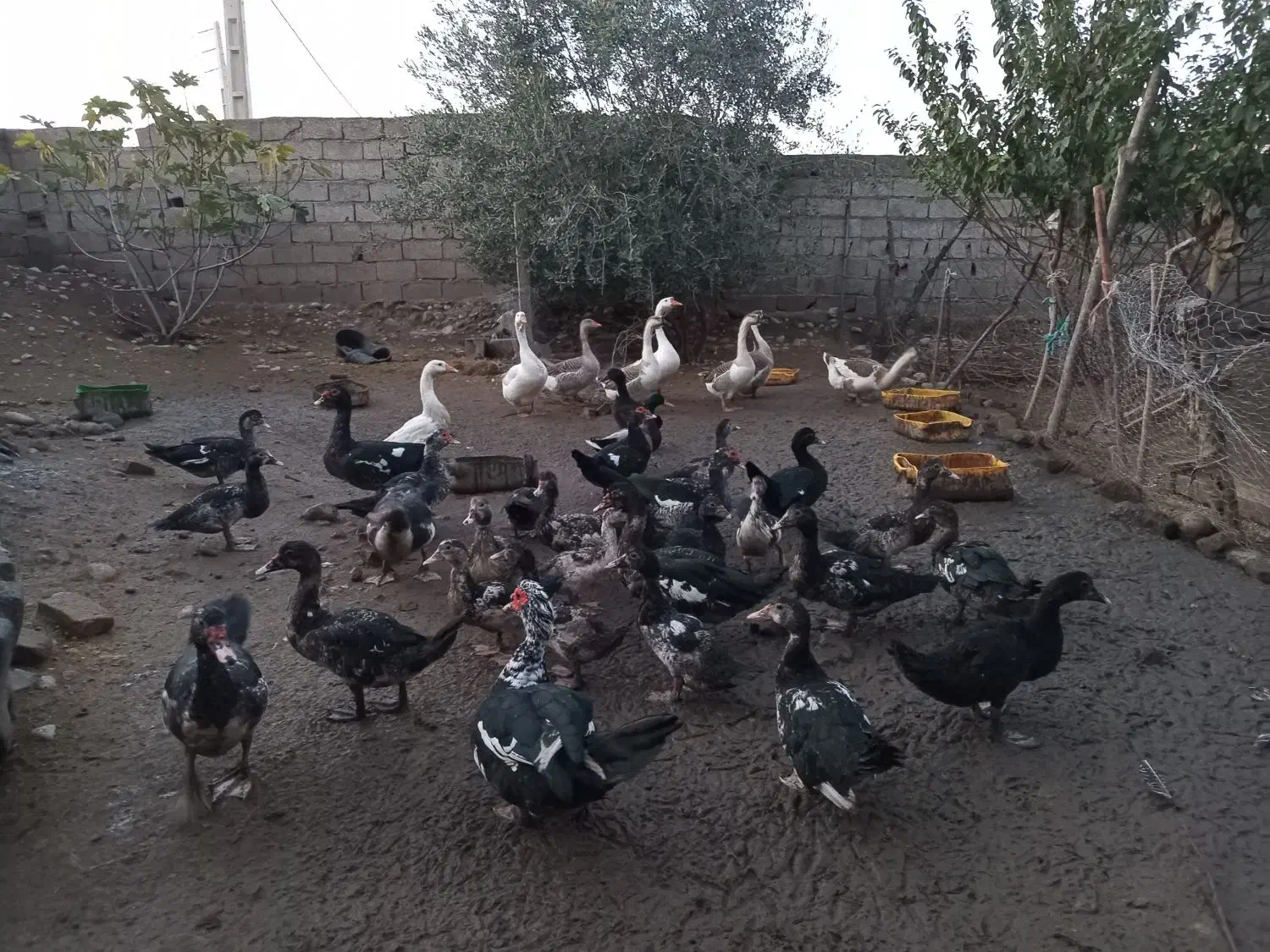 اردک وغو غاز|حیوانات مزرعه|علی‌آباد کتول, |دیوار