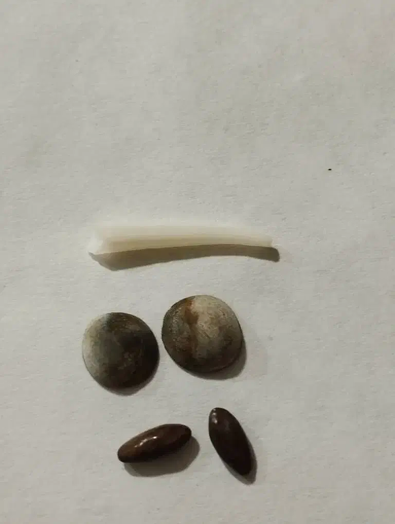 سنگ اصلی تضمینی مهره اصل|جواهرات|شیراز, نصر|دیوار