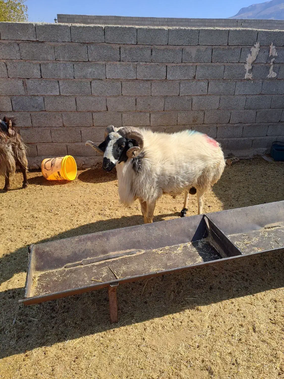 فروش قوچ بذری|حیوانات مزرعه|نی‌ریز, |دیوار