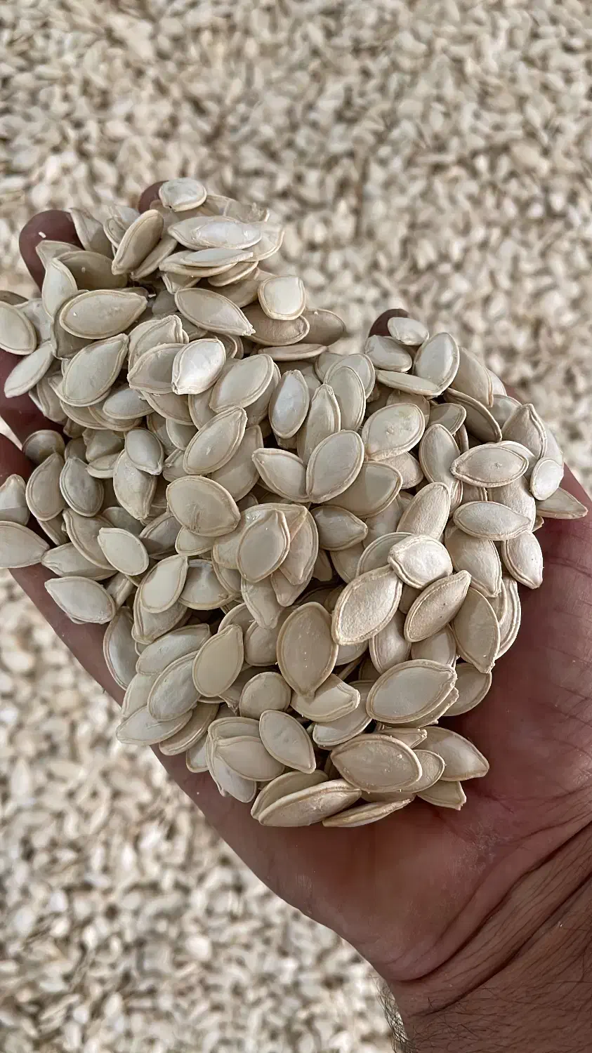 تفت و شورکاری،خرید و فروش خشکبار خام و شور|عمده‌فروشی|شیراز, شهرک گلها|دیوار