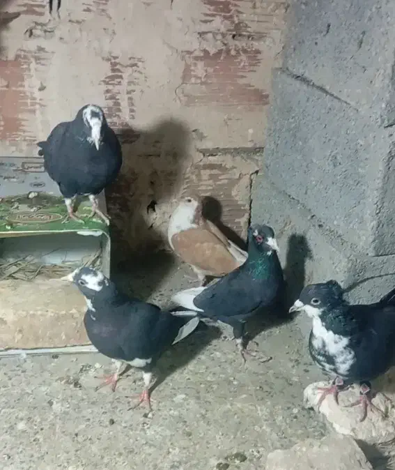 سیاه پلنگ رسمی شیرازی|پرنده|کرمان, |دیوار