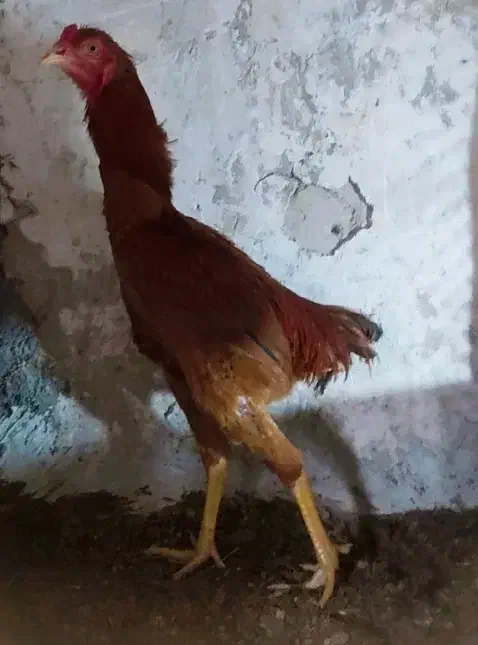 لاری 7ماهه|حیوانات مزرعه|مشگین شهر, |دیوار