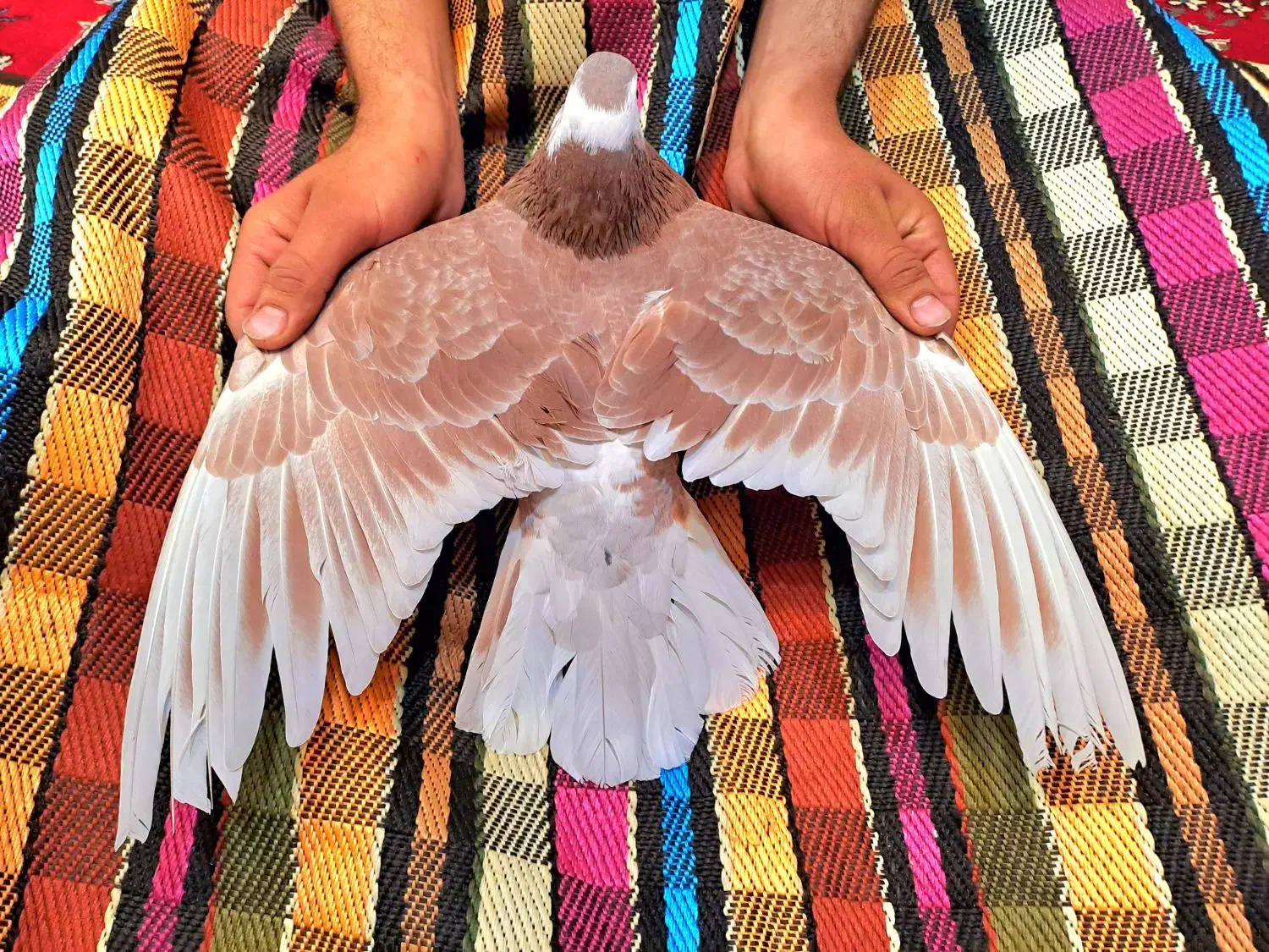 دمگیر خرقه نر پیازی|پرنده|اصفهان, جلفا|دیوار