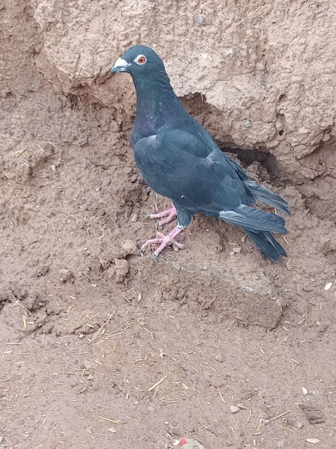 کبوتر کفتر|پرنده|تایباد, |دیوار