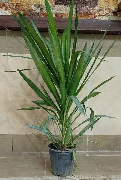 گل طبیعی|گل و گیاه طبیعی|بیرجند, |دیوار