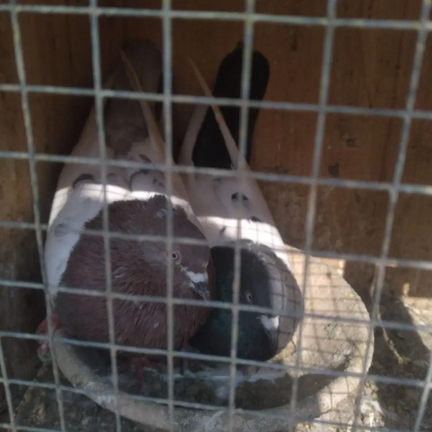 کفتر سینه ای|پرنده|شهریار, شهرک وائین|دیوار