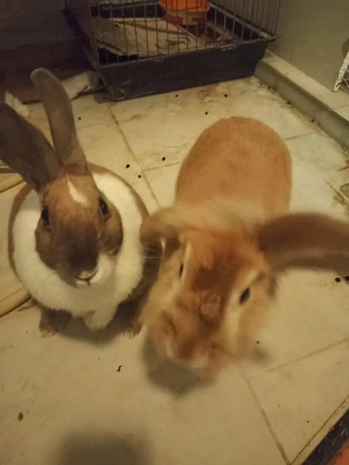 واگذاری خرگوش|موش و خرگوش|پردیس, فاز ۱۱|دیوار