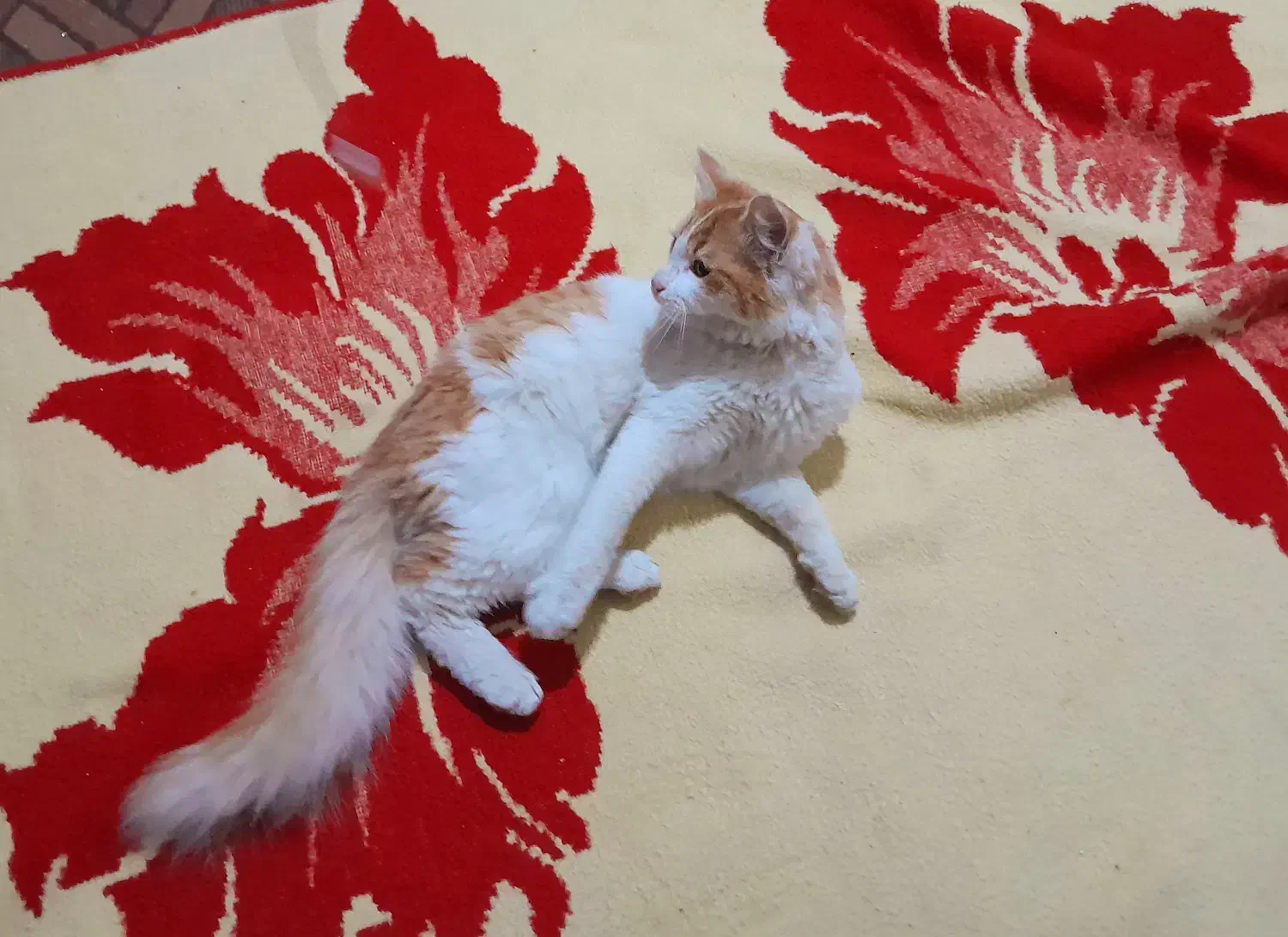 گربه خانگی|گربه|علی‌آباد کتول, |دیوار