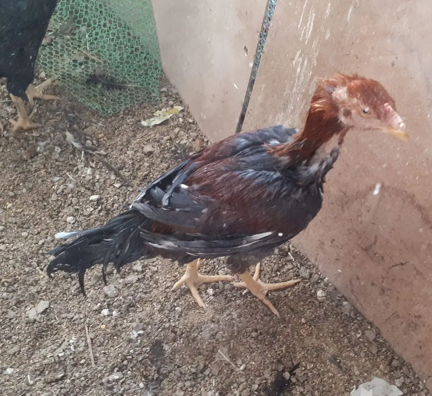 خروس ویاندوت آمریکایی و خروس لاری|حیوانات مزرعه|سبزوار, امیر کبیر|دیوار