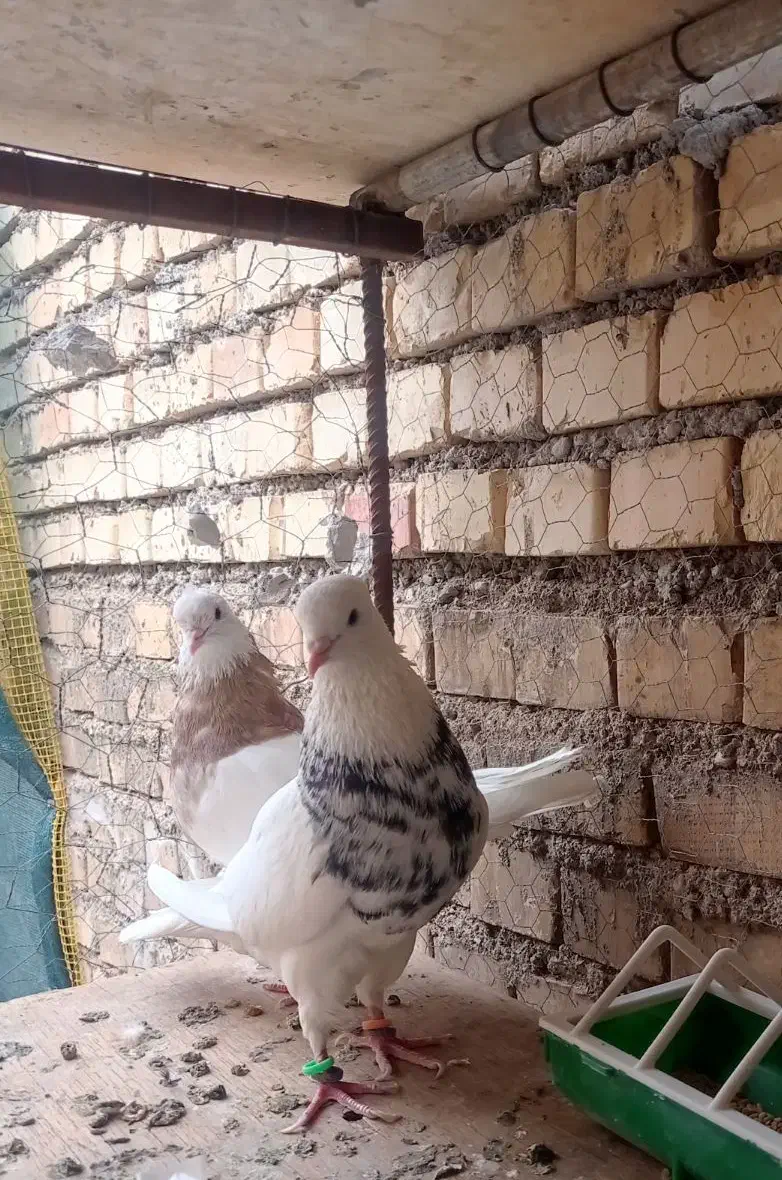 پرنده|پرنده|لالی, |دیوار