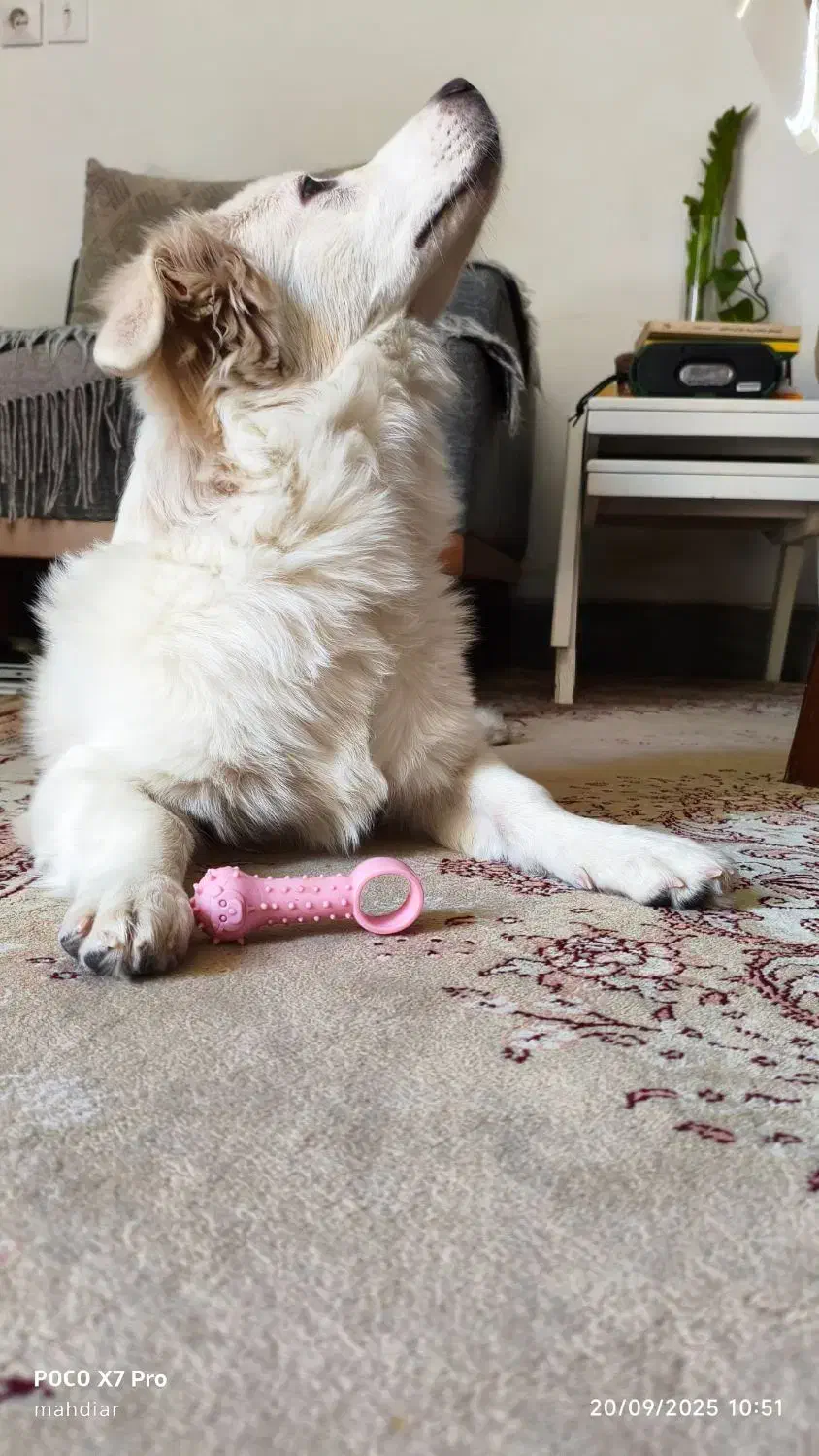 واگذاری سگ|سگ|شیراز, رکنآباد|دیوار