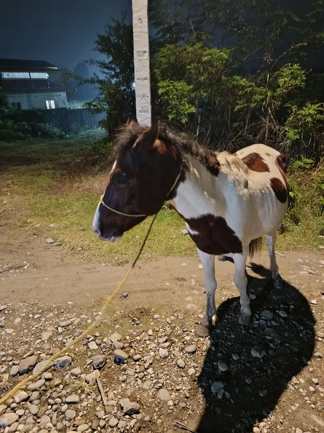 اسب ابلق|اسب و تجهیزات اسبسواری|اسالم, |دیوار