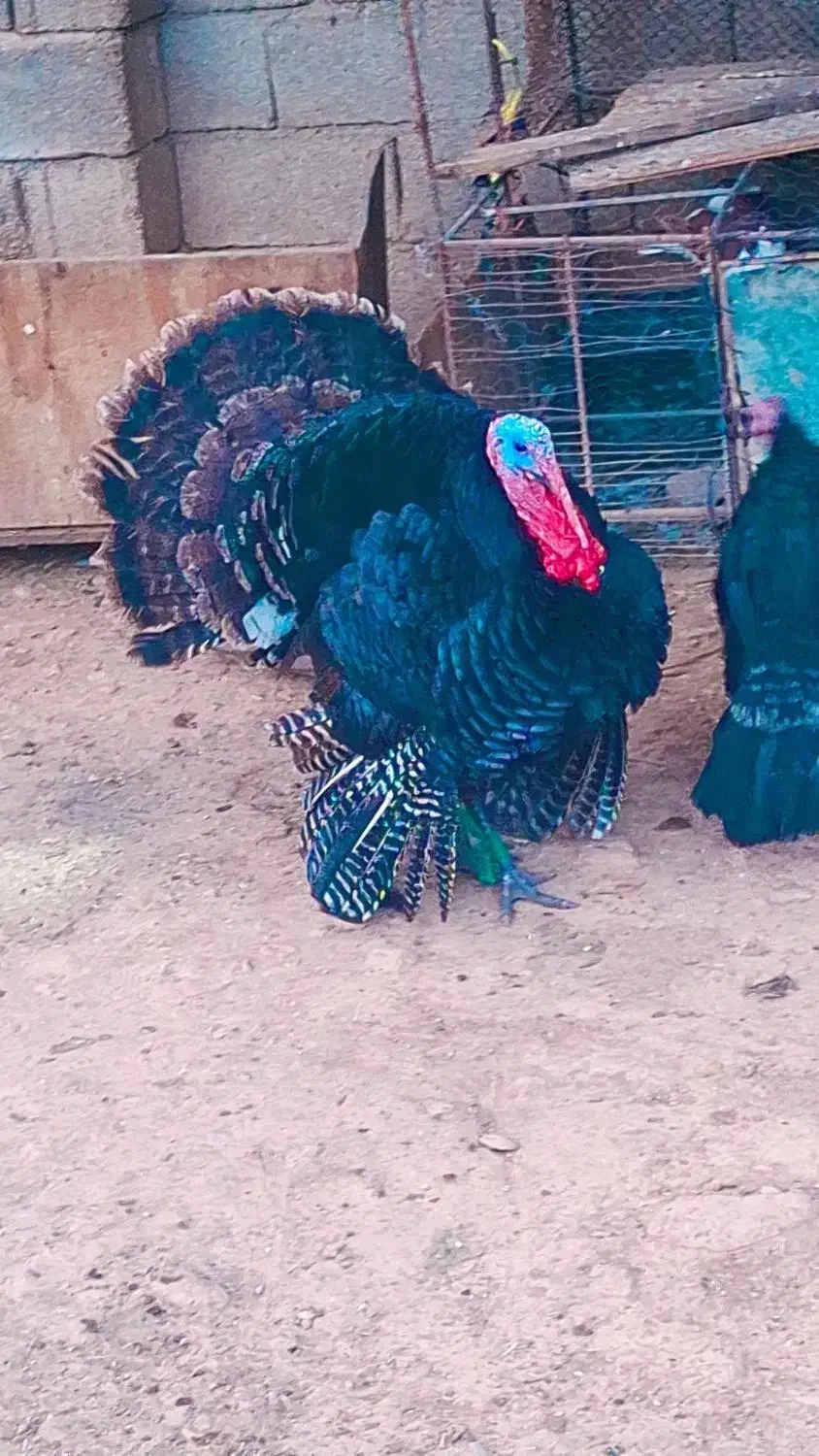 بوقلمون|حیوانات مزرعه|اندیمشک, |دیوار