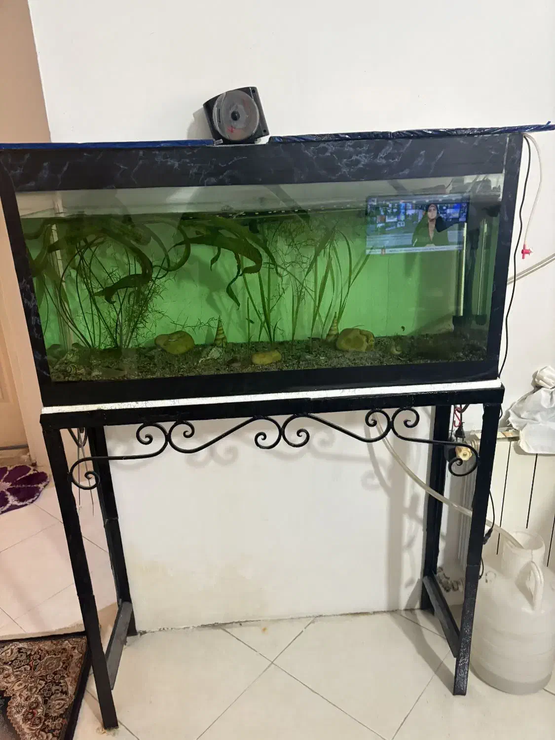 فروش دوتااکواریوم|ماهی|مشهد, امیریه|دیوار