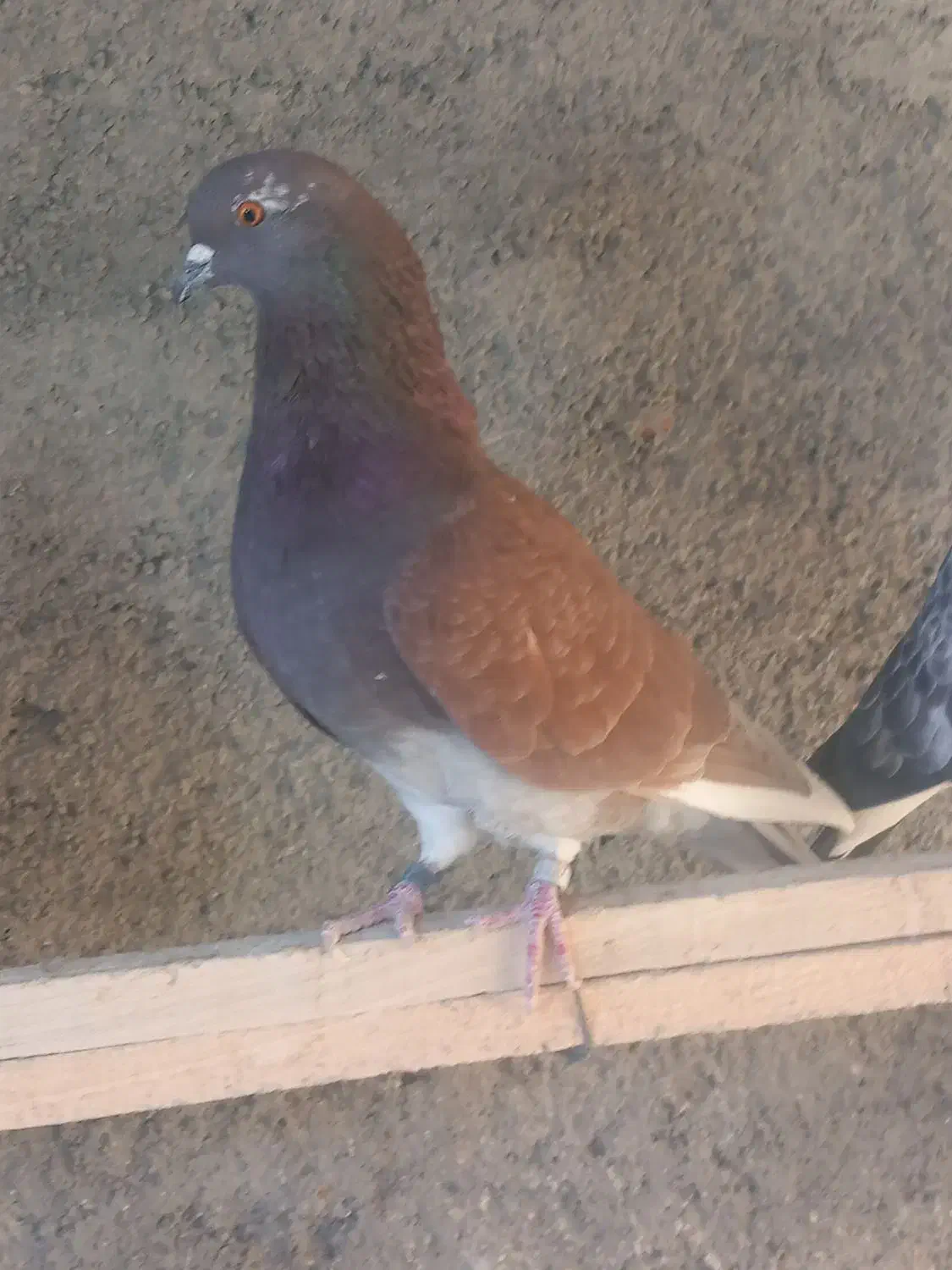 کبوتر تهرانی|پرنده|کرج, کوی امامیه|دیوار