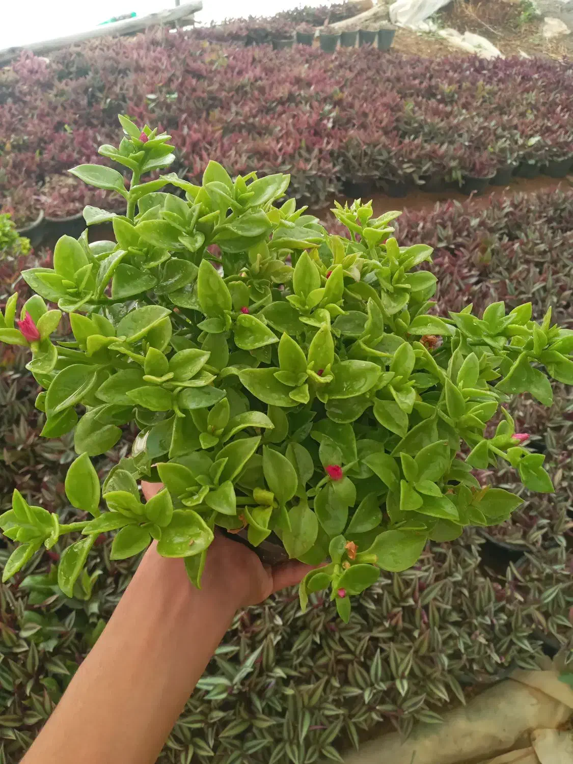 گل ناز و برگ بیدی|گل و گیاه طبیعی|محلات, |دیوار