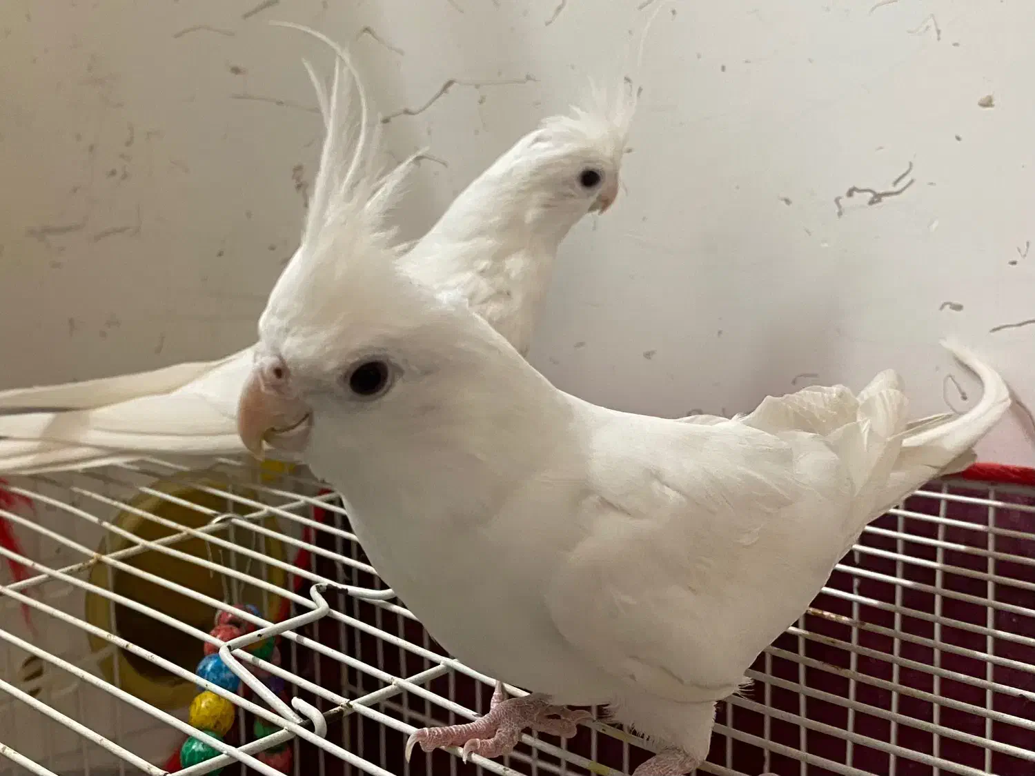 عروس هلندی آلبینو|پرنده|شیروان (خراسان), |دیوار