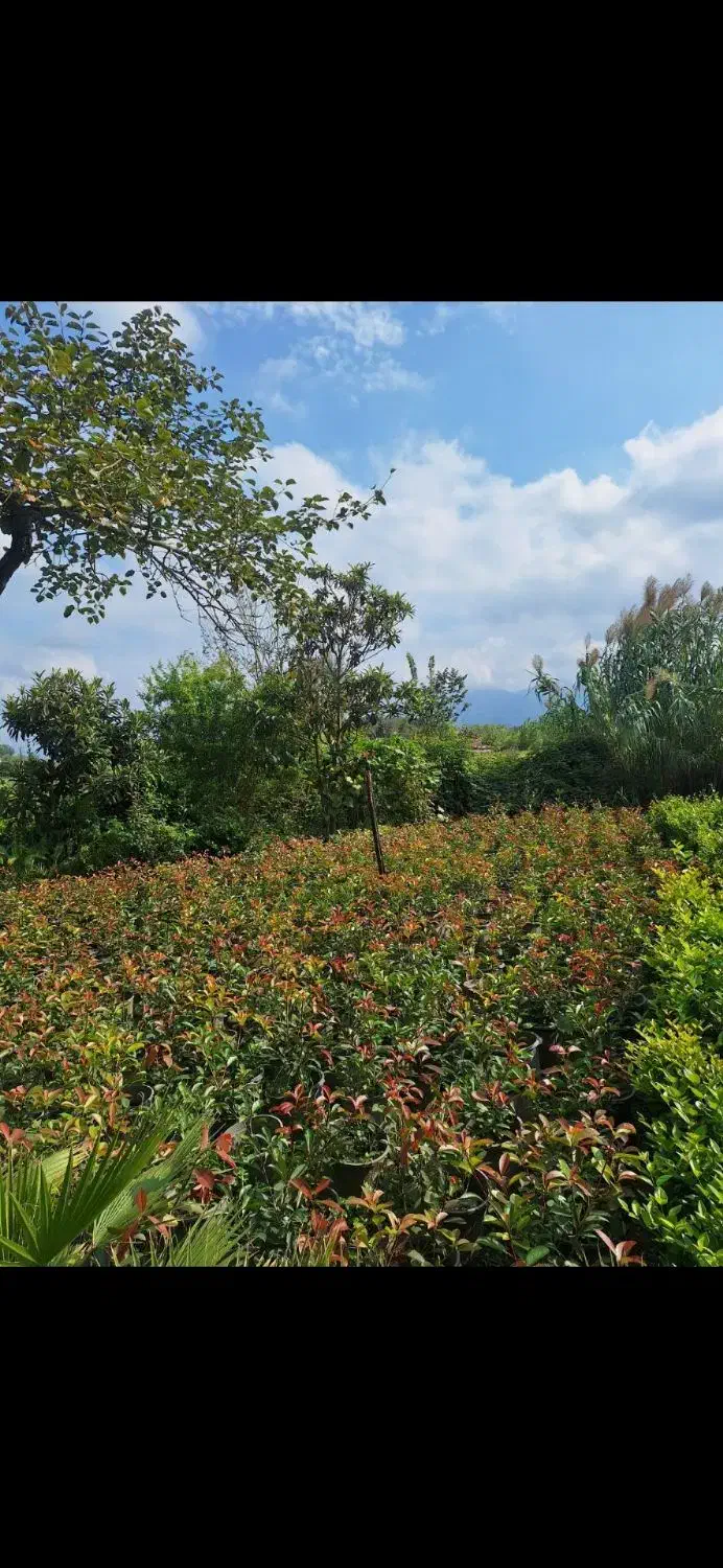 فتونیا فوتونیا.  یاس هلندی کاج طلایی لاوسون|گل و گیاه طبیعی|املش, |دیوار