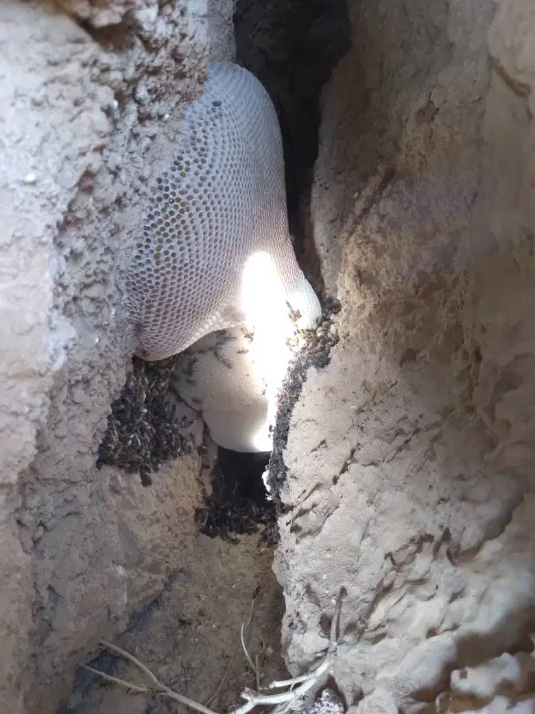 عسل|حراج|فولادشهر, B1|دیوار