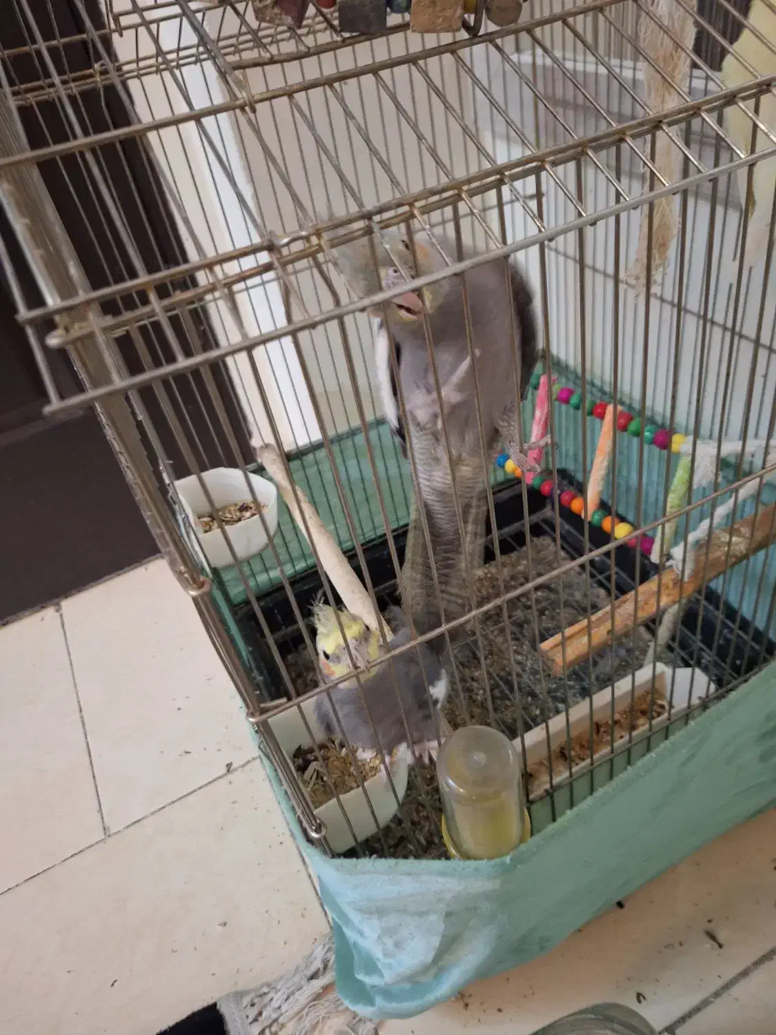 ۳تا عر وس سالم ۷ماهه نرو ماده|پرنده|رباط‌کریم, رباط‌کریم|دیوار