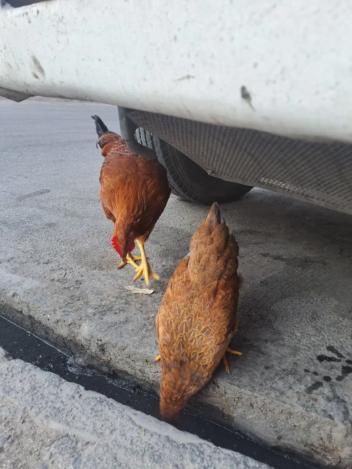 یک عدد مرغ و خروس|حیوانات مزرعه|پاکدشت, خاتون آباد|دیوار