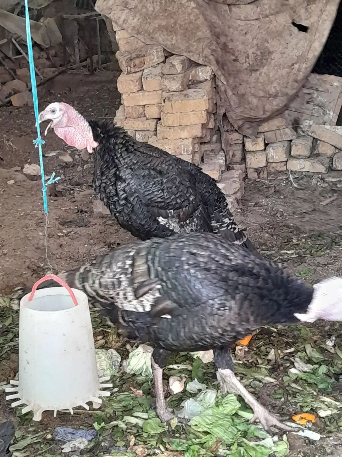 بوقلمون نر(معاوضه باچیزی نمیشه)|حیوانات مزرعه|مشکین‌دشت, |دیوار