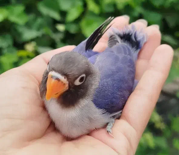 طوطی برزیلی رنگ خاص|پرنده|قم, حنیف نژاد|دیوار