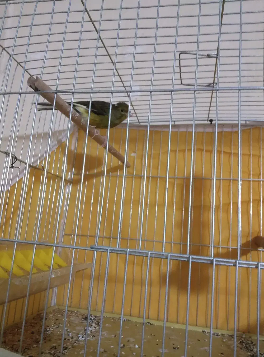 قناری ماده جوان پا جفت نرفته|پرنده|بن, |دیوار