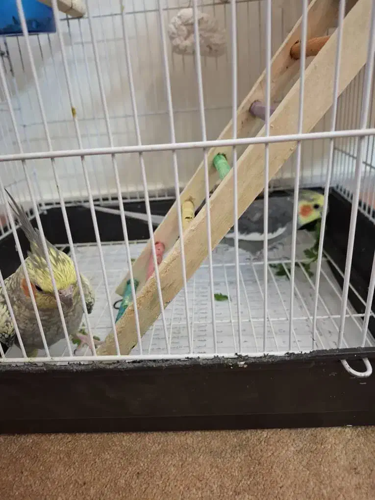 عروس هلندی|پرنده|تهران, کاج|دیوار