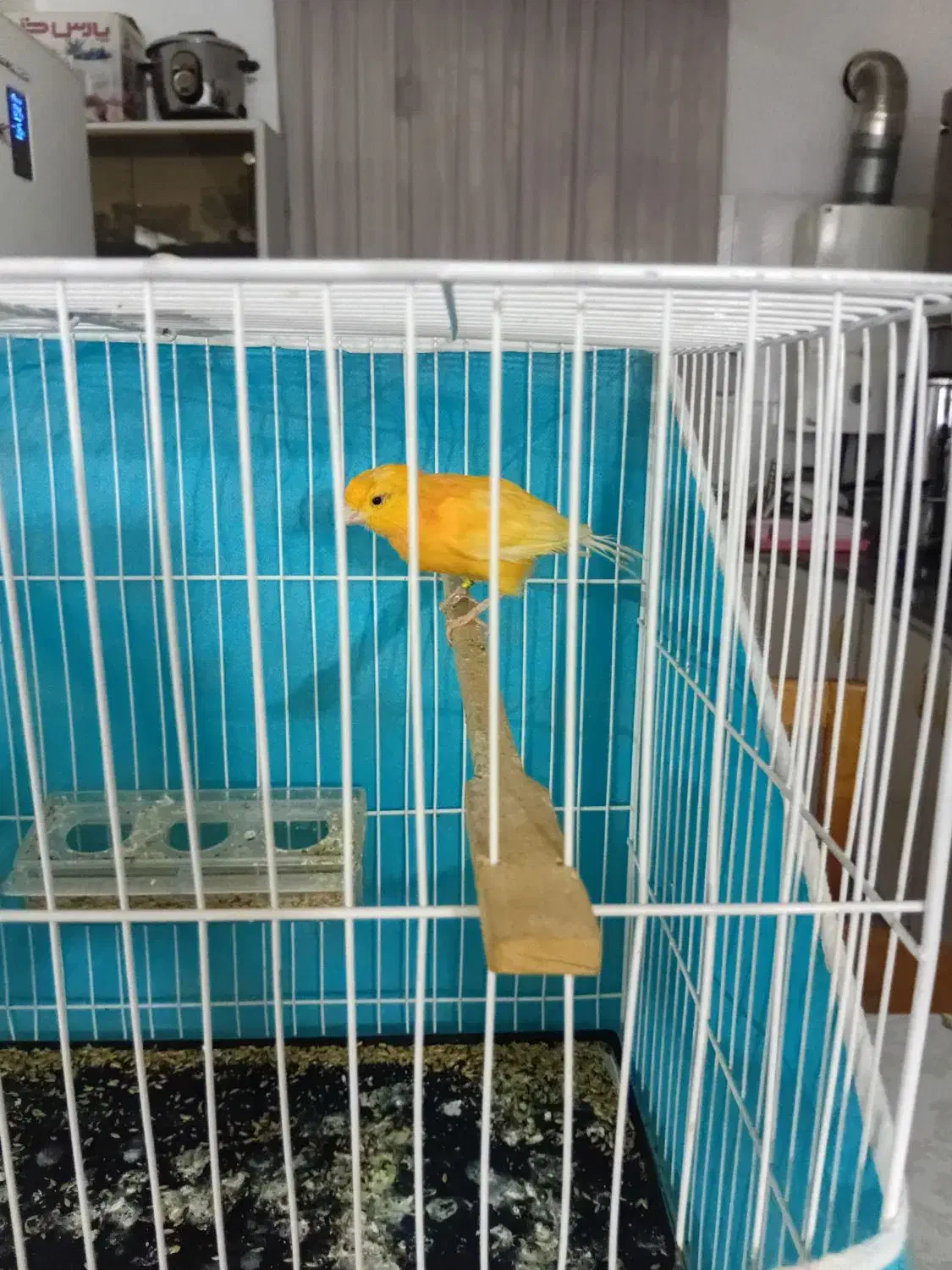 پرنده|پرنده|شیروان (خراسان), |دیوار