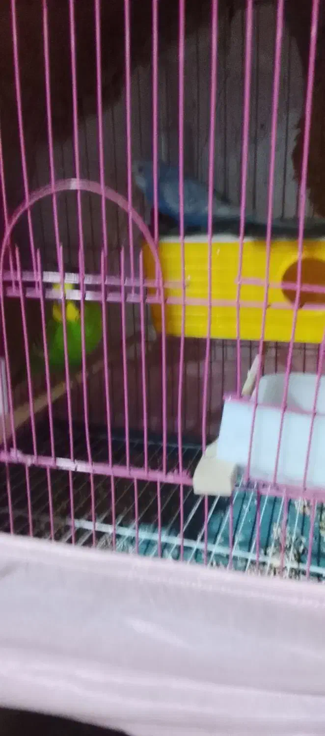 مرغ عشق|پرنده|سردشت, |دیوار