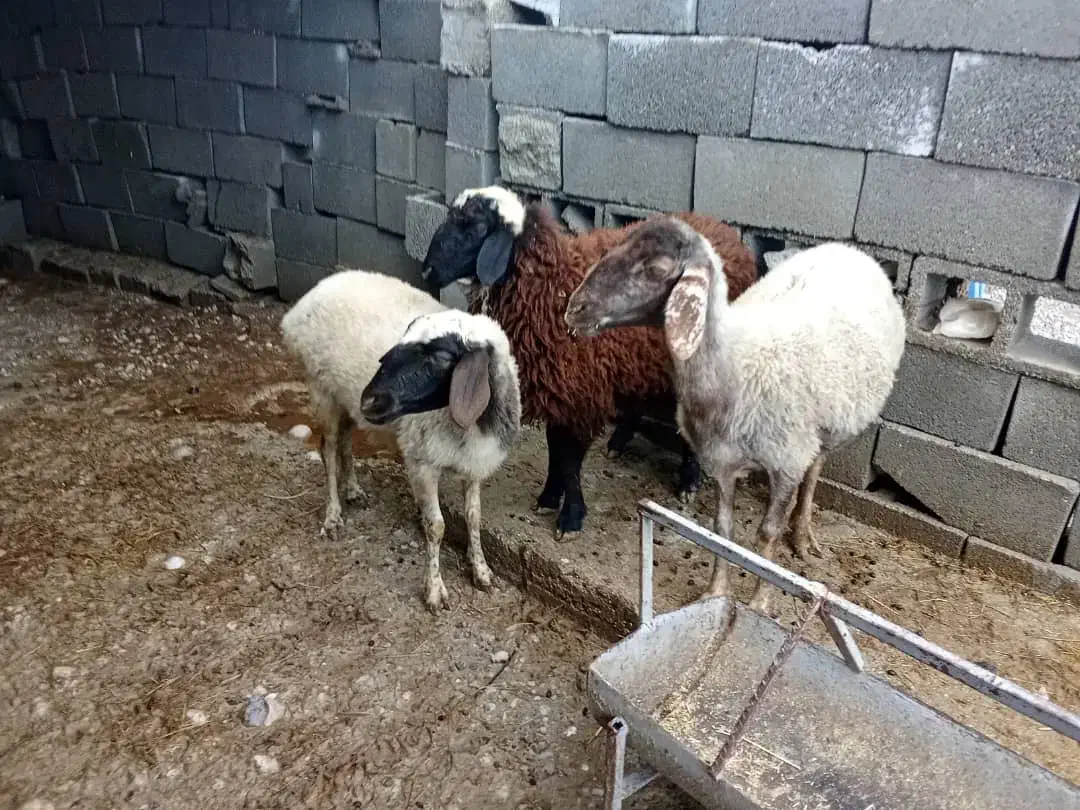 میش آبستن|حیوانات مزرعه|قلعه قاضی, |دیوار